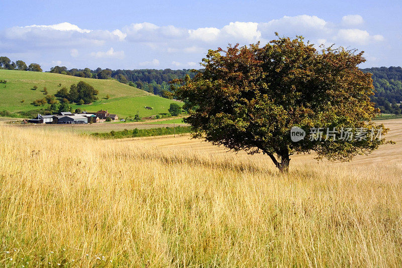 从Ridgeway Path Chilterns Chiltern Hills农田农田英国白金汉郡家庭郡